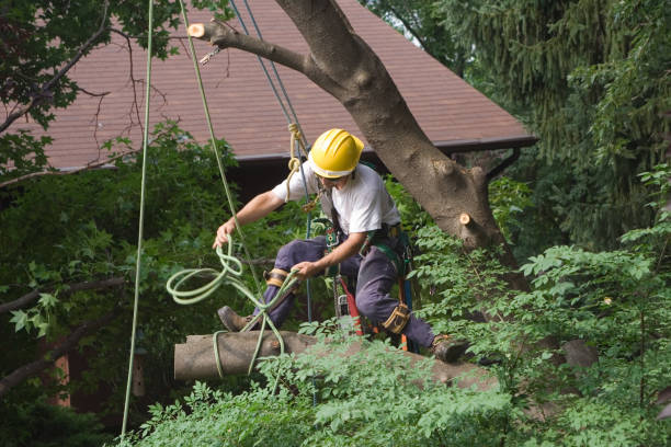 Trusted Presidential Lakes Estates, NJ Tree Care Experts